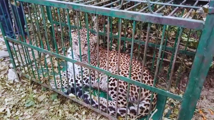 उत्तराखण्डः आखिरकार पिंजरे में कैद हुआ नरभक्षी गुलदार! बच्चों को बना रहा था शिकार, वन विभाग ने ली राहत की सांस